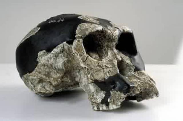 Homo Hablilis