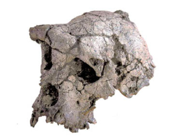 Ardipithecus Ramidus