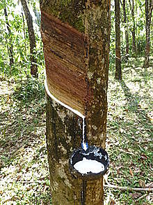 Brazilian rubber boom