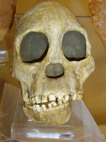 Australopithecus africanus (fa entre 2.5 i 3 milions d'anys)