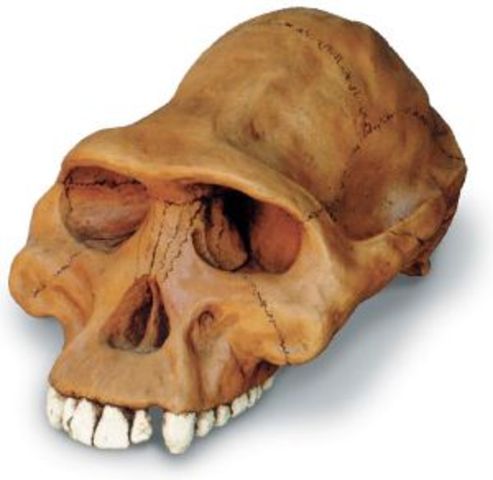 Australopithecus afarensis ( entre 3,9 i 2,9 m.a.)
