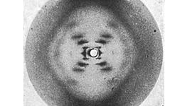 Timeline: Historia de la Genética.