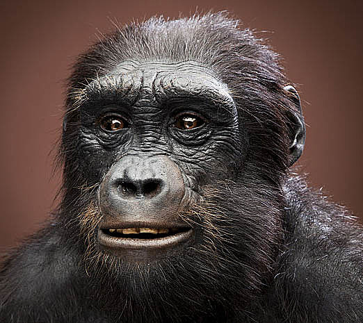Sehelanthropus Tchaclensis