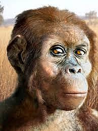 Australopitheucs Afarensis