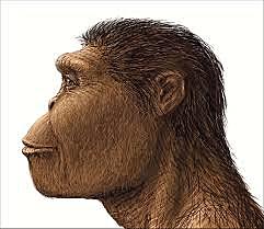 Australopithecus Robustus