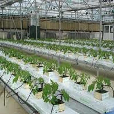 Timeline: Ιστορική Εξέλιξη της Υδροπονίας