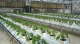 Timeline: Ιστορική Εξέλιξη της Υδροπονίας