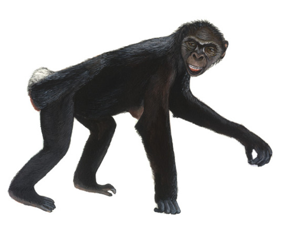 Ardipithecus Ramidus