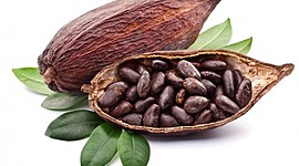 Timeline: Timeline of Cacao