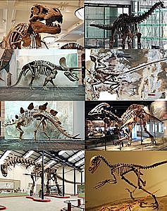 Aparició de els primers dinosaures.