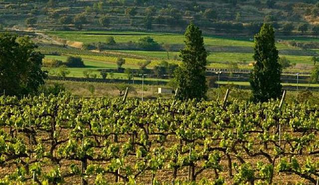 Galí de Sant Martí colonitza el castell de Calders