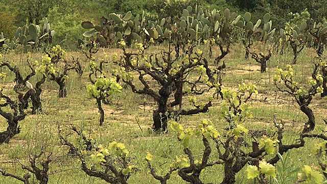 Galí de Sant Martí colonitza el castell de Calders