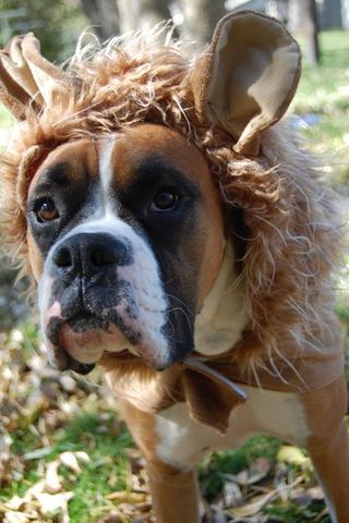 Dutch establish settlements on North America