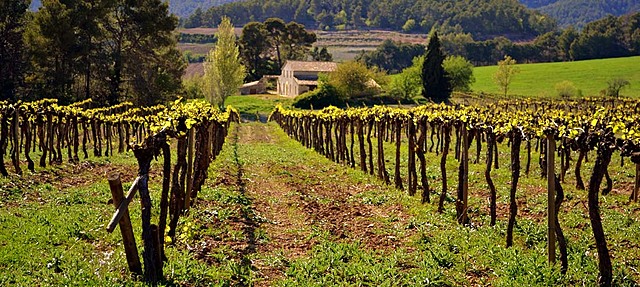 Galí de Sant Martí colonitza el castell de Calders