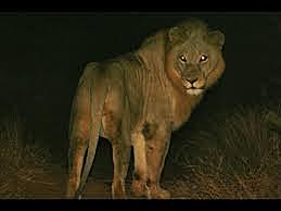 A LONG WALK TO WATER         (Salva)