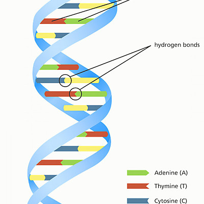 Timeline: To DNA είναι το γενετικό υλικό