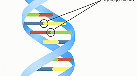 Timeline: To DNA είναι το γενετικό υλικό
