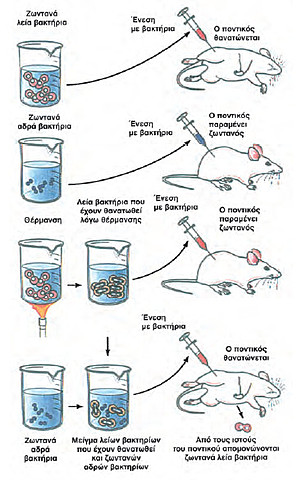 Μετασχηματισμός αδρών βακτηρίων σε λεία