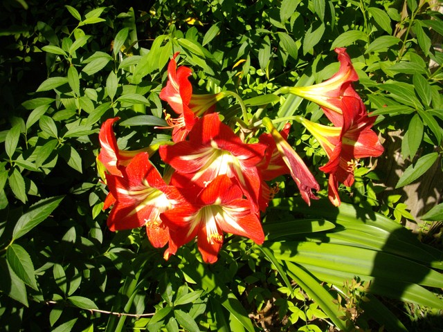 Family trip to Hawaii