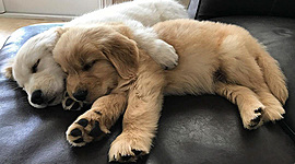 Timeline: Linea de tiempo navegadores