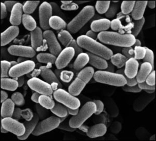 Första levande varelsen, bakterier