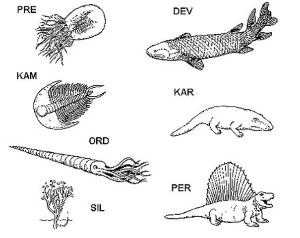 Kambrium 542-488 miljoner år sedan
