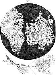 Robert Hooke discovers cells