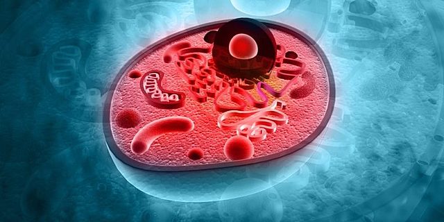 Descubrimiento caractéristicas Protoplasma.