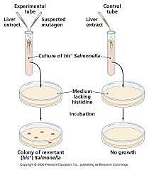 Bruce Ames (bioquímico americano)
