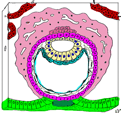FORMACION DEL BLASTOSITO