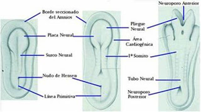 DESARROLLO EMBRIONARIO DEL SN