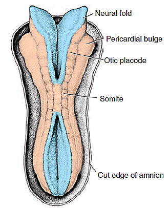CIERRE DEL TUBO NEURAL