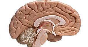 FORMACION ESTRUCTURAS DEL ENCEFALO