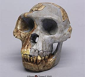 Austrolopitheus Ramidus (Grup Ardipitheus)