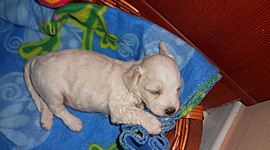 Timeline: Ο σκύλος μου