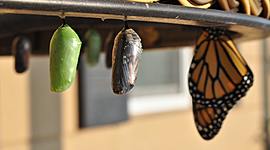 Timeline: The Evolution of Training