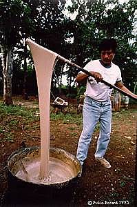 el origen del chicle