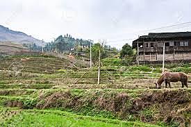 La vida del labrador