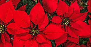 La noche buena de Tomás Rivera