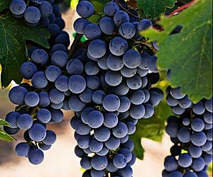 Uva fresca