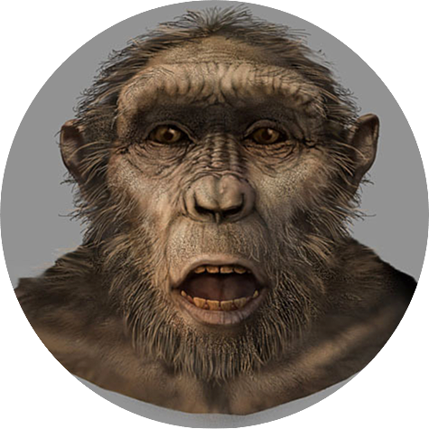 Sehelanthropus tchalensis (GRUP ANDIPITHECUS)
