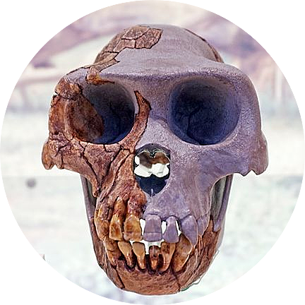 Ardipithecus ramidus (GRUP ANDIPITHECUS)