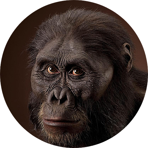 Australopithecus Afarensis (GRUP AUSTRALOPEITHECUS)