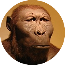 Australopithecus robustus (GRUP AUSTRALOPEITHECUS)