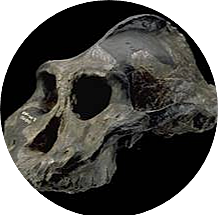 Paranthropus aethiopicus (GRUP PARANTHROPUS)