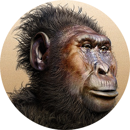 Paranthropus boisei (GRUP PARANTHROPUS)