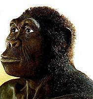 Homo habilis (GRUP HOMO)