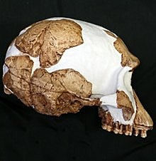 Homo Gautengensis