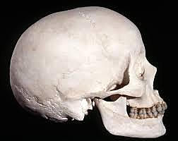 Homo Sapiens Sapiens