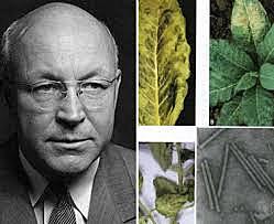 Wendell Stanley, Virus mosaico del tabaco